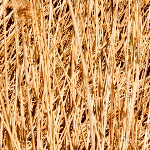 close up image of straw
