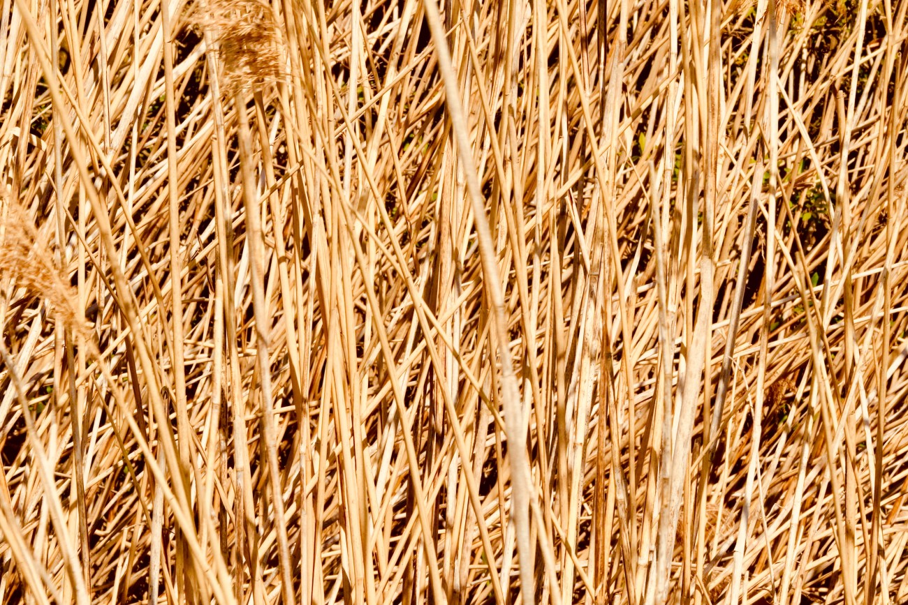 close up image of straw