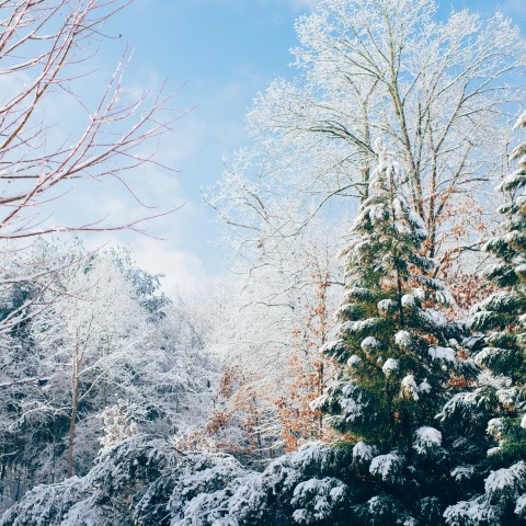 wide shot of trees covered in snow